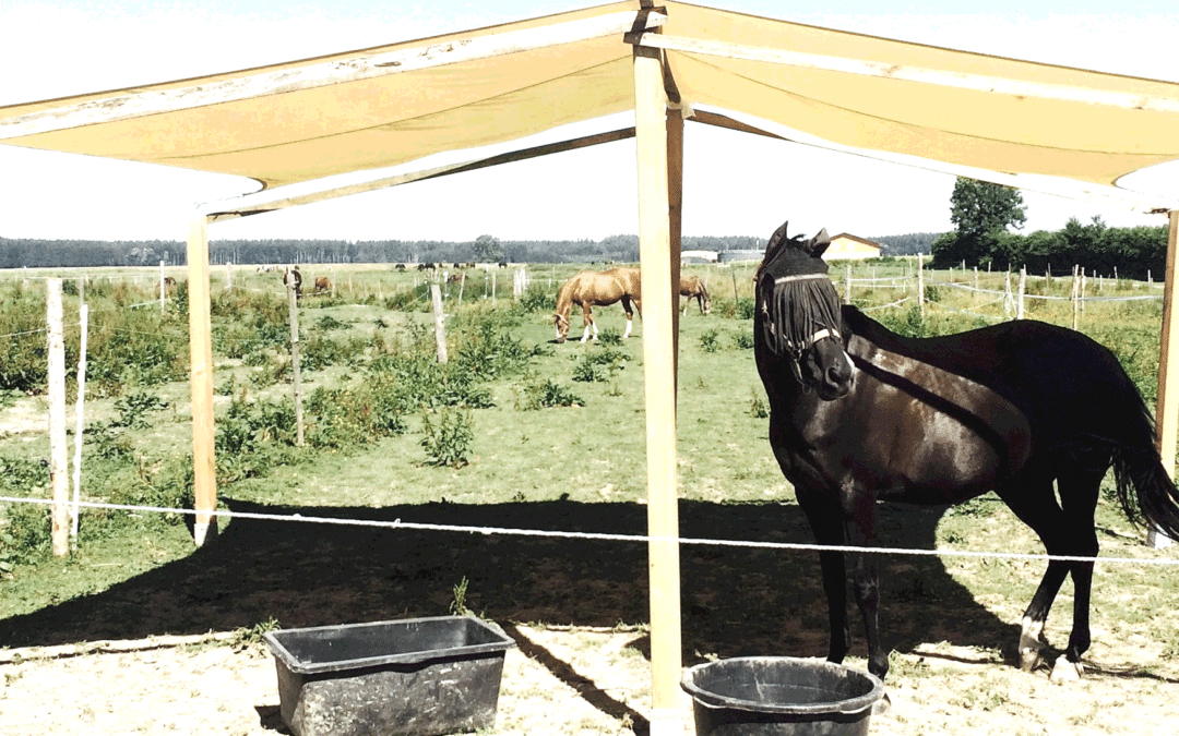 Sonnenschutz bei Tieren